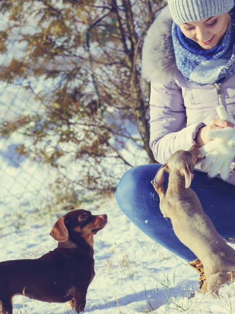 istock Woman playing with dogs during winter 1147754646