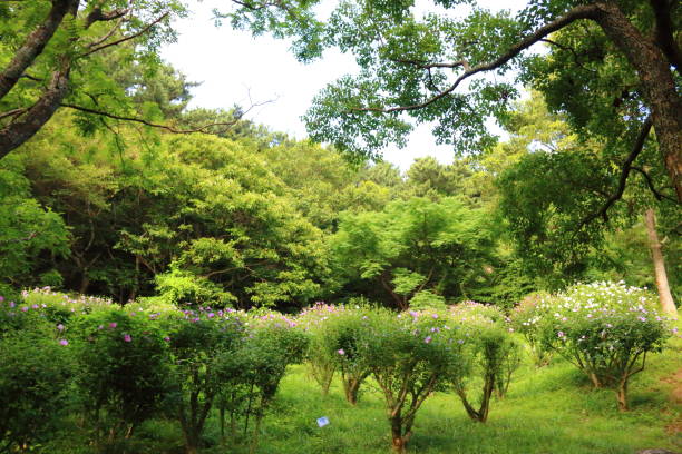 istock La Arboretum, parks, forests, forest, 1147754936