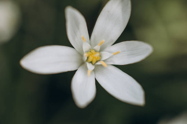 istock flower white petals daisy texture pollen blur 1147754990