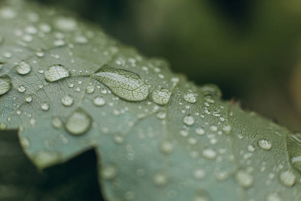 istock water drops leaf tropical plant watering vegetation 1147755021
