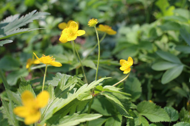 istock Ranunculus acris. Plant Buttercup is caustic. Flower night blindness. 1147755080