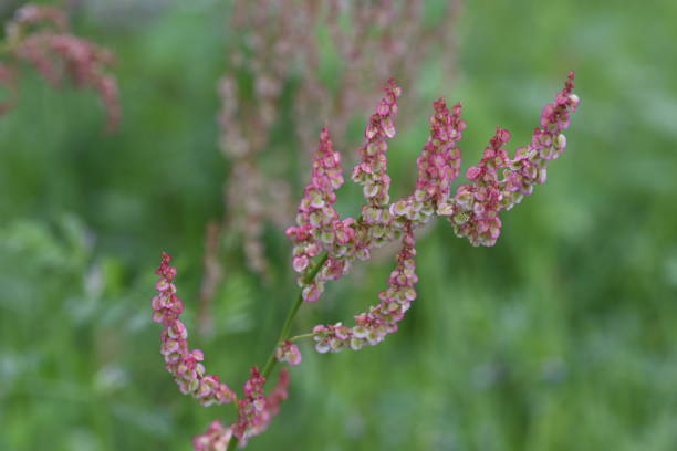 istock Rumex acetosa flowers 1147755232