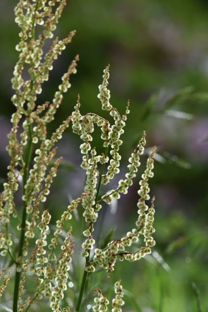 istock Rumex acetosa flowers 1147755246