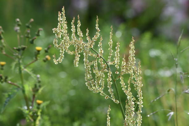 istock Rumex acetosa flowers 1147755248