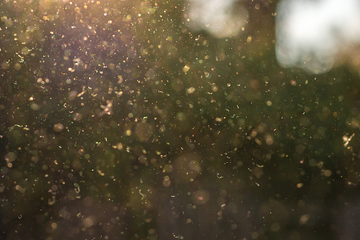 El polvo, el polen y las partículas pequeñas vuelan a través del aire bajo la luz del sol. photo
