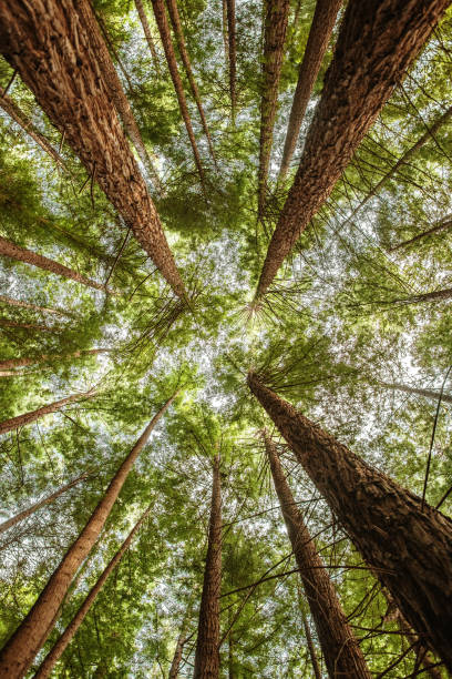 istock Redwood trees as seen from below 1147756116