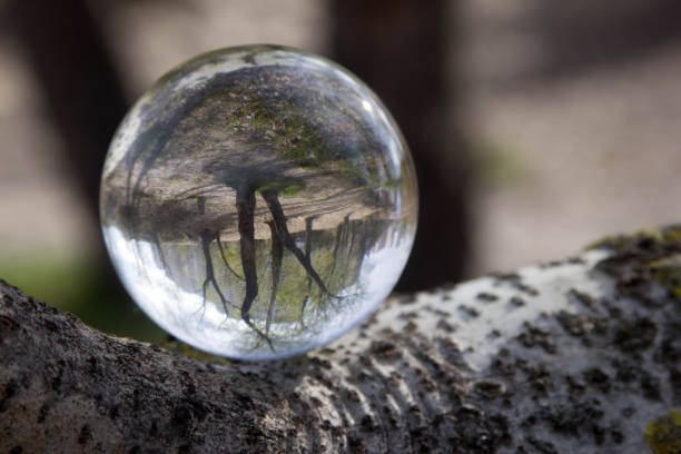 istock Nature in a glass bowl 1147757622
