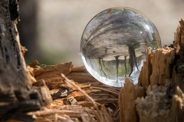 istock Nature in a glass bowl 1147757674
