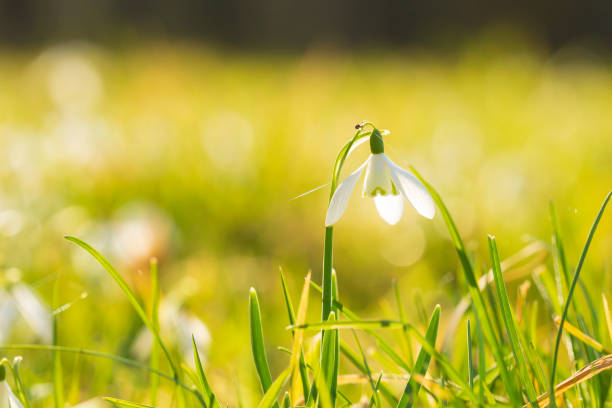 istock Common snowdrop Galanthus nivalis flowers blooming in sunlight 1147757720