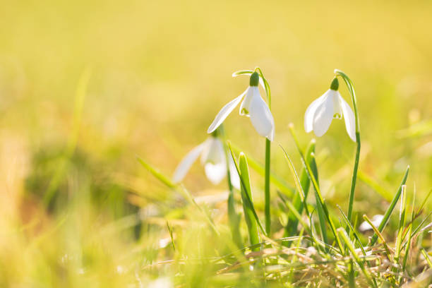 istock Common snowdrop Galanthus nivalis flowers blooming in sunlight 1147757741