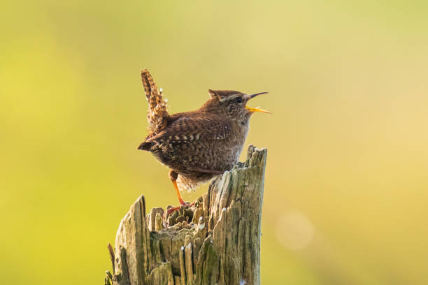 istock Eurasian Wren bird (Troglodytes troglodytes) display, singing and mating during Springtime season 1147757956