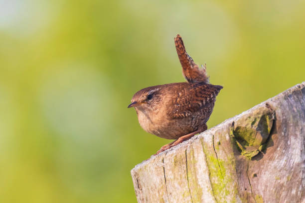 istock Eurasian Wren bird (Troglodytes troglodytes) display, singing and mating during Springtime season 1147757958