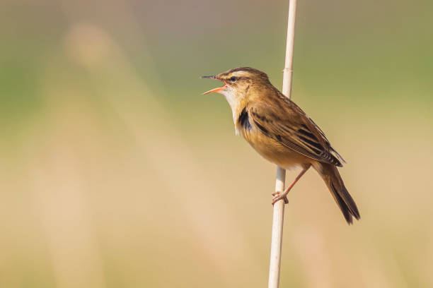 istock Eurasian reed warbler Acrocephalus scirpaceus bird singing in reeds during sunrise. 1147757972