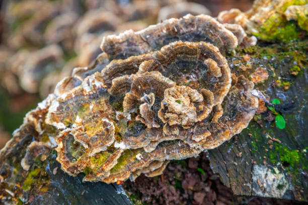 pilz auf baumstumpf in highgate holz, london - highgate cemetery stock-fotos und bilder