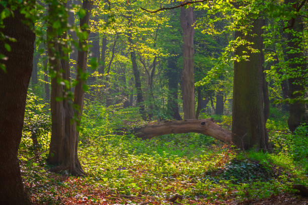 istock Fallen tree trunk in Highgate Wood, London 1147760807