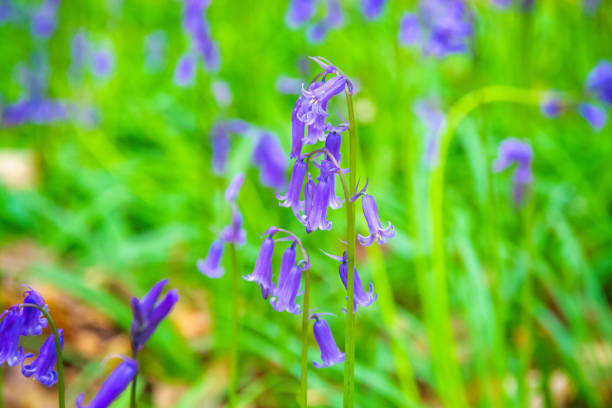 istock Bluebells in Highgate Wood, London, 1147760809