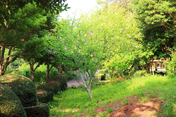 istock La Arboretum, parks, forests, forest, 1147761019