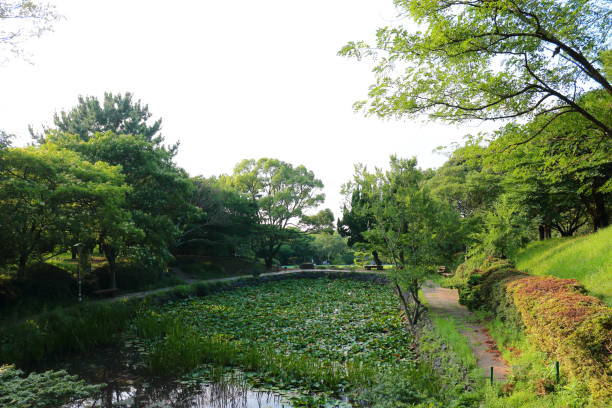 istock La Arboretum, parks, forests, forest, 1147762295