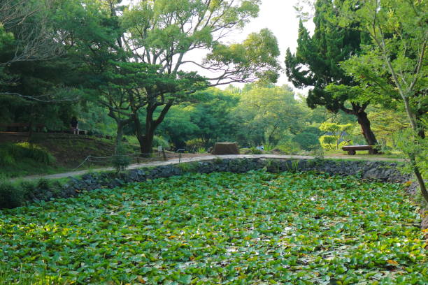 istock La Arboretum, parks, forests, forest, 1147762506