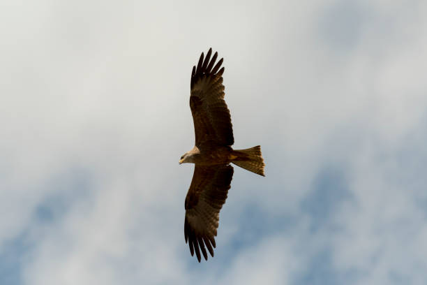 istock black kite in flight in Italy 1147762573