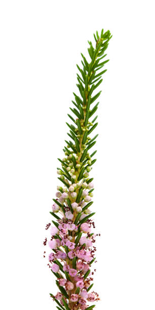 istock flora of Cantabria - Erica vagans 1147763202