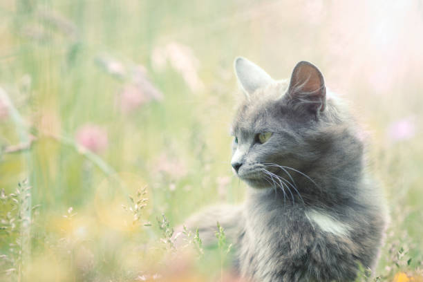 Cat in the nature