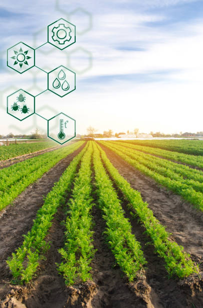 istock Carrots in the field. Scientific work and development of new methods and selection of varieties. High technologies and innovations in agro-industry. Investing in farming Study quality of soil and crop 1147765218