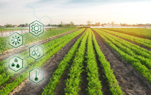 istock Carrots in the field. Scientific work and development of new methods and selection of varieties. High technologies and innovations in agro-industry. Investing in farming Study quality of soil and crop 1147765220