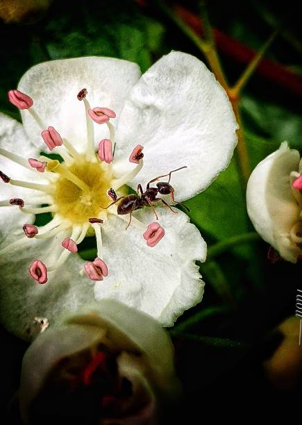istock Ant on a hawthorn flower. Macro. 1147765525