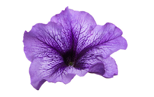 istock petunia flower isolated 1147766286