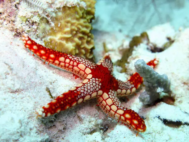 Red with yellow starfish on the reef