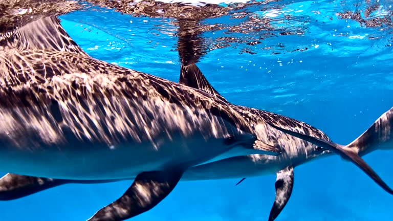 Dolphin pack. Underwater scenery