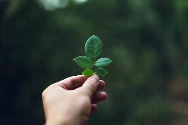 istock Green Leaves in my hand 1147768250