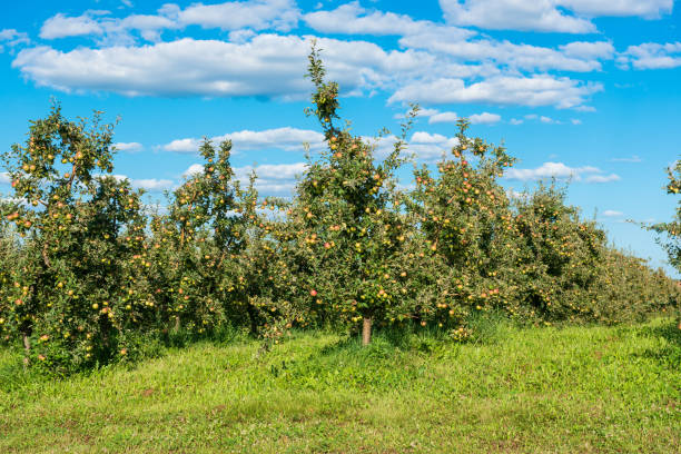 istock apple garden on a sunny day 1147768348
