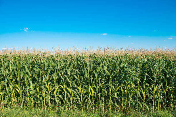 istock field of green corn on a sunny day 1147770085
