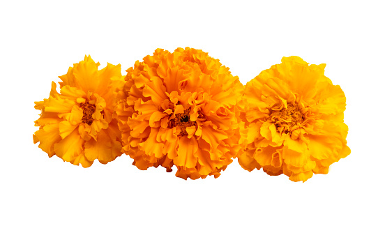 marigold flowers isolated on white background