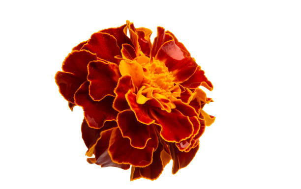 istock marigold flowers isolated 1147770471