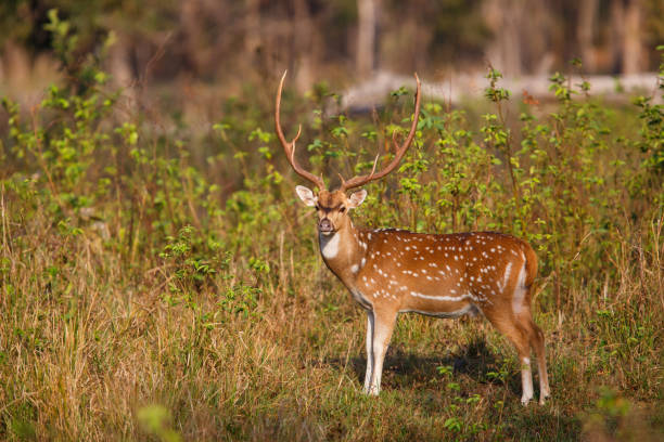 istock Spotted deer stag in Kanha NP - India 1147770616