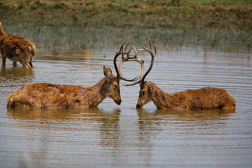 Two barasingha deer bucks fighting in the water in Kanha National Park in India