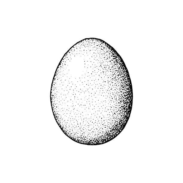 illustrations, cliparts, dessins animés et icônes de oeuf dessiné à la main d’isolement sur le fond blanc. - animal egg illustrations