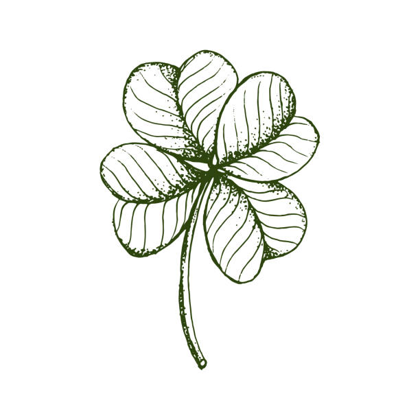 ilustrações de stock, clip art, desenhos animados e ícones de st. patrick's day good luck four leaf clover. - four leaf clover clover luck leaf