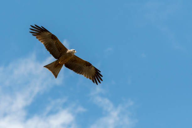 istock black kite in flight in Italy 1147771800