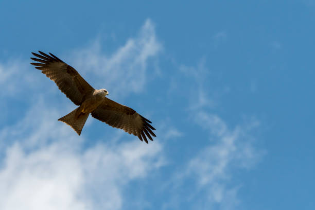 istock black kite in flight in Italy 1147771811