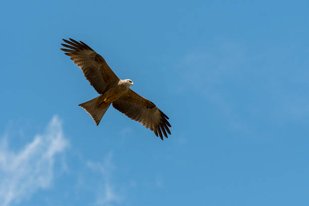 istock black kite in flight in Italy 1147771819