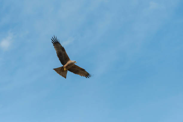 istock black kite in flight in Italy 1147771831