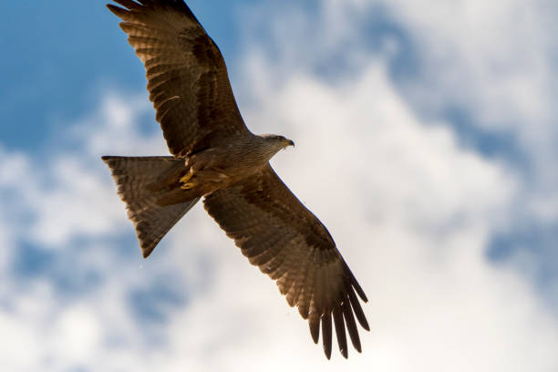 istock black kite in flight in Italy 1147771844