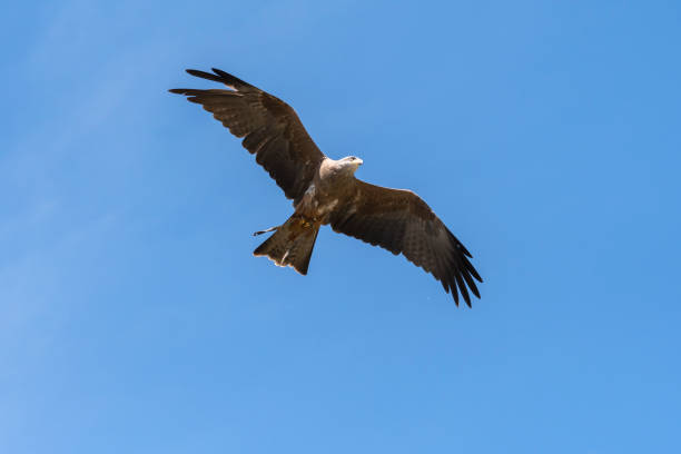 istock black kite in flight in Italy 1147771857