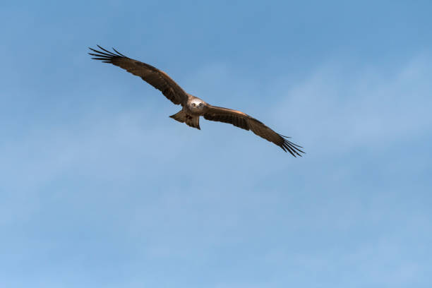 istock black kite in flight in Italy 1147771893
