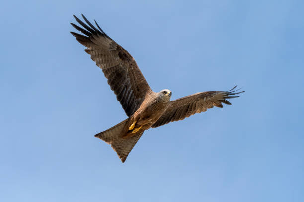 istock black kite in flight in Italy 1147771894