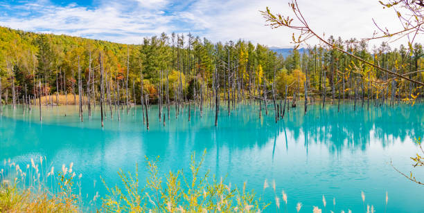 trockener baum und wald am shirogane blue pond in biei town, hokkaido, japan. die stadt biei liegt mitten in der stadt asahikawa und in der stadt furano. - biei stadt stock-fotos und bilder